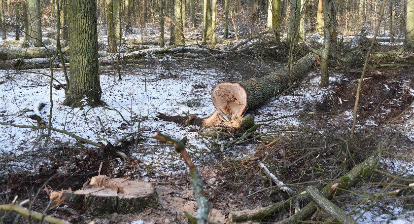 Prace pielęgnacyjne w Zwierzyńcu