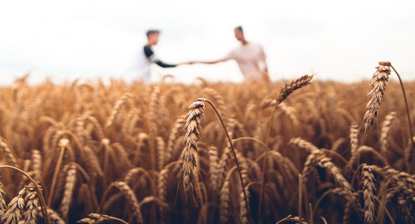 O czym należy pamiętać, hodując jęczmień ozimy – 7 wskazówek