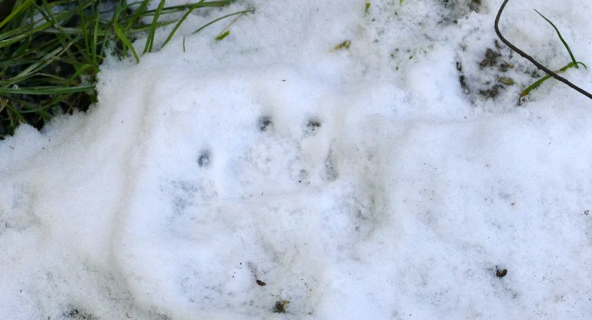 Nocna wizyta wilków w Zakrzewie ?