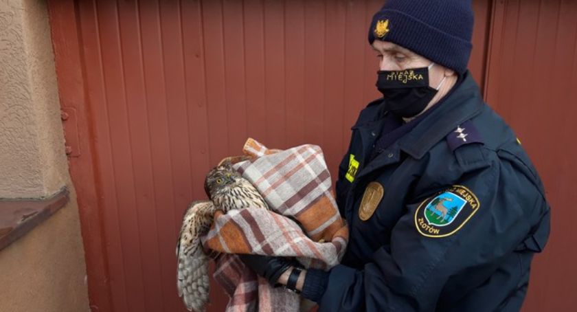 Strażnicy miejscy uratowali drapieżnika