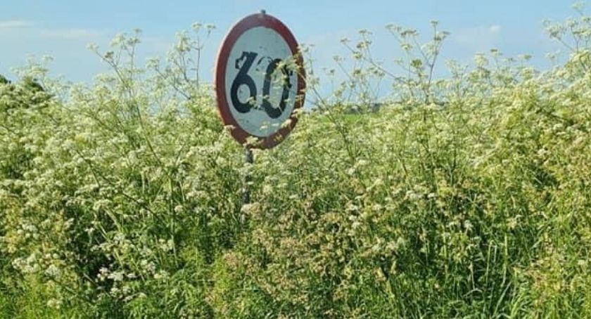 Trawa zaskoczyła drogowców. Czy musi dojść do tragedii?