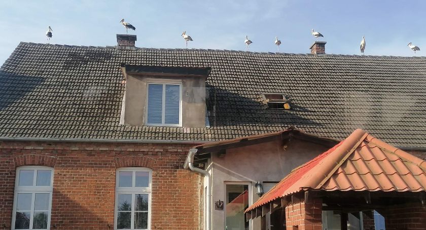 Nalot bocianów na plebanię w Tarnówce