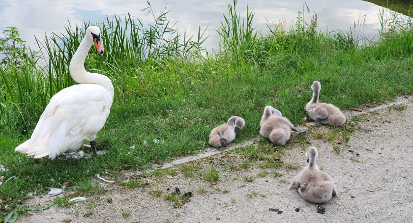Goście na złotowskiej promenadzie