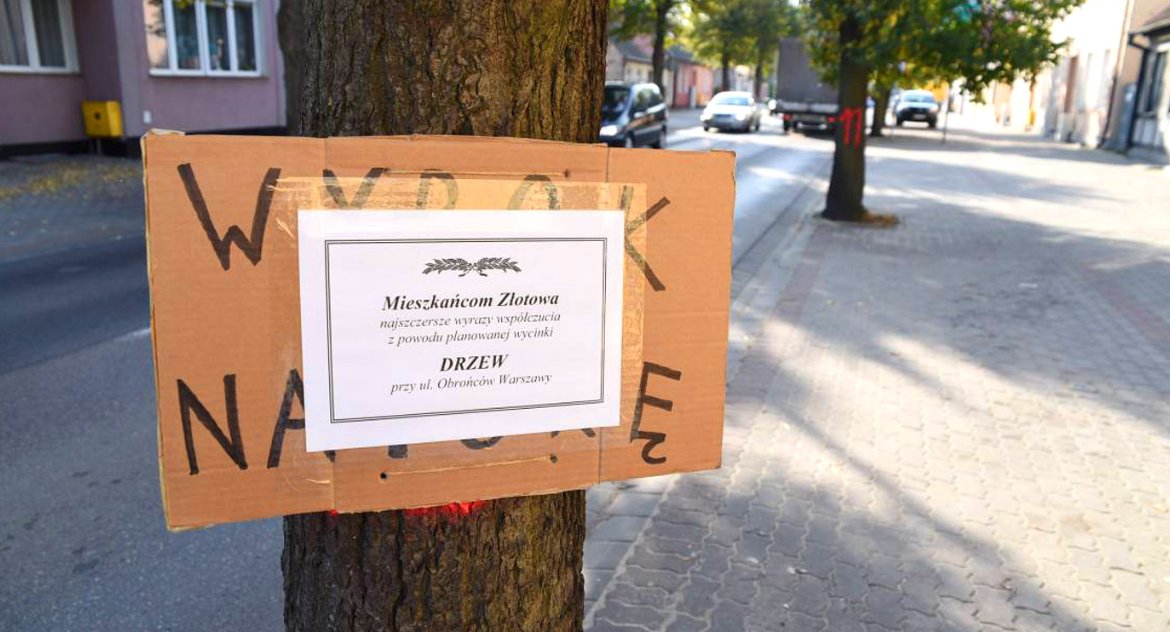 Ekolodzy protestują przeciwko wycince drzew