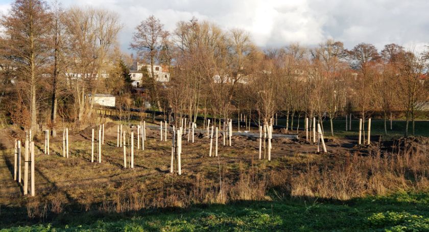 Kolejne zadrzewienia na terenie powstającej promenady w Krajence