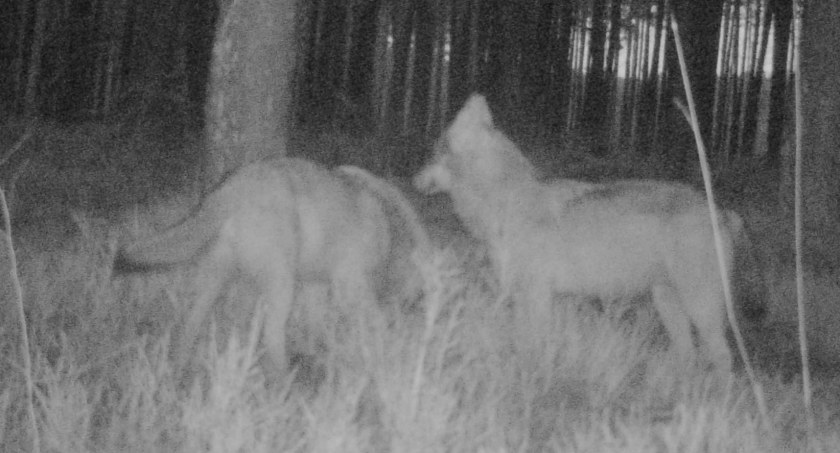 Ryś upolował, wilki też pojadły. W Borach Kujańskich nic się nie zmarnuje
