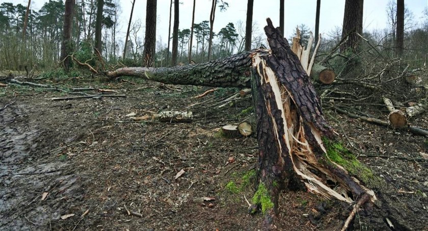 Choć zwierzęta przeżyły, las mocno ucierpiał