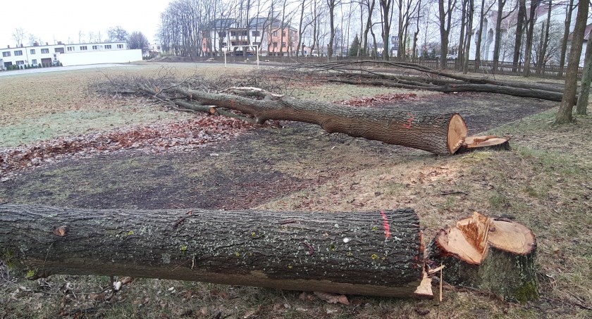 Kolejna afera o drzewa. O dęby wycięte przez… pomyłkę!