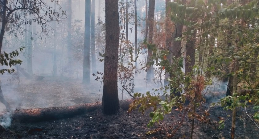 Palił się las pod Samborskiem