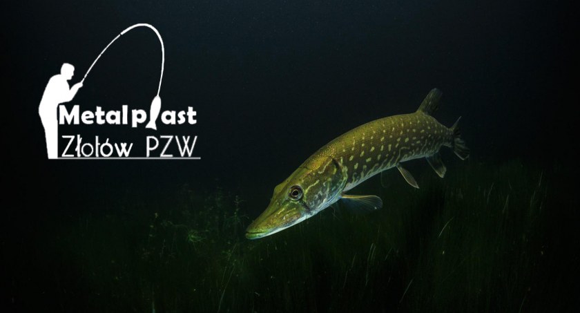 Nocne łowy z PZW Metalplast 