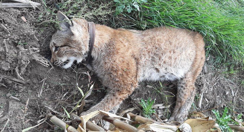 Rysica Kiki śmiertelnie potrącona na trasie Żeleźnica – Dolnik