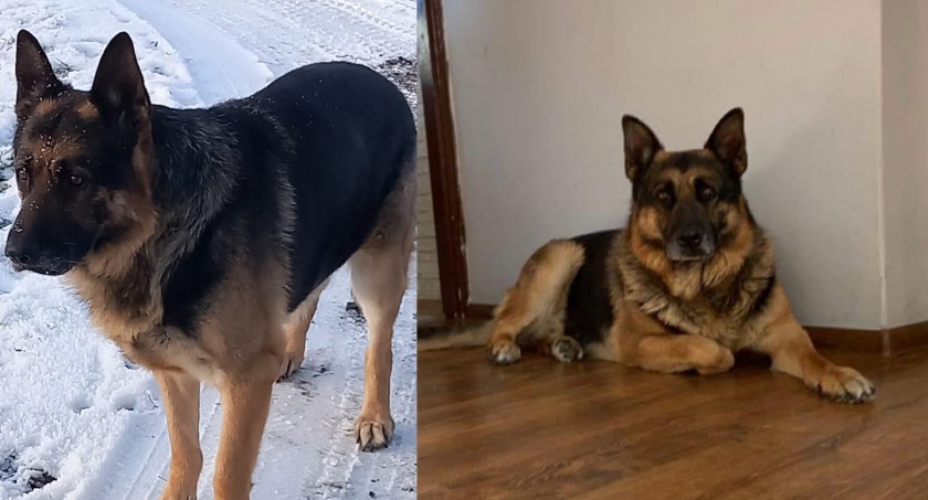 Zaginął pies Dingo. Właściciele proszą o pomoc!