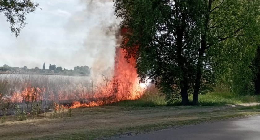 Pożar trzciny nad jeziorem Kacko w Pniewie