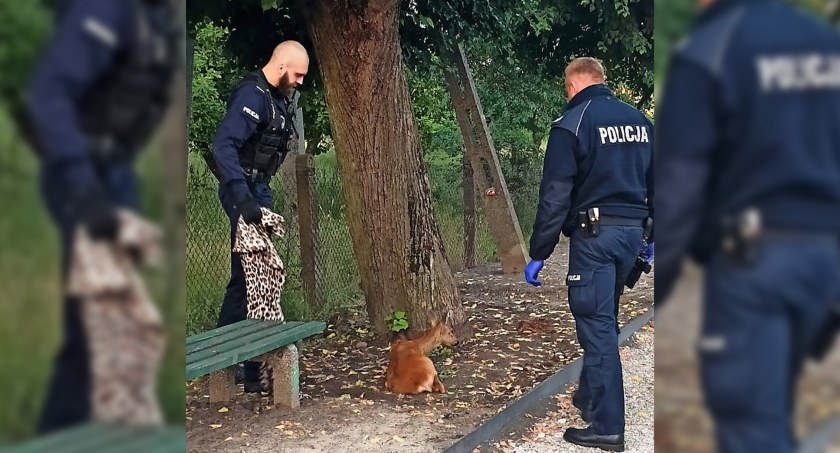 Policjanci z Krajenki uratowali sarnę