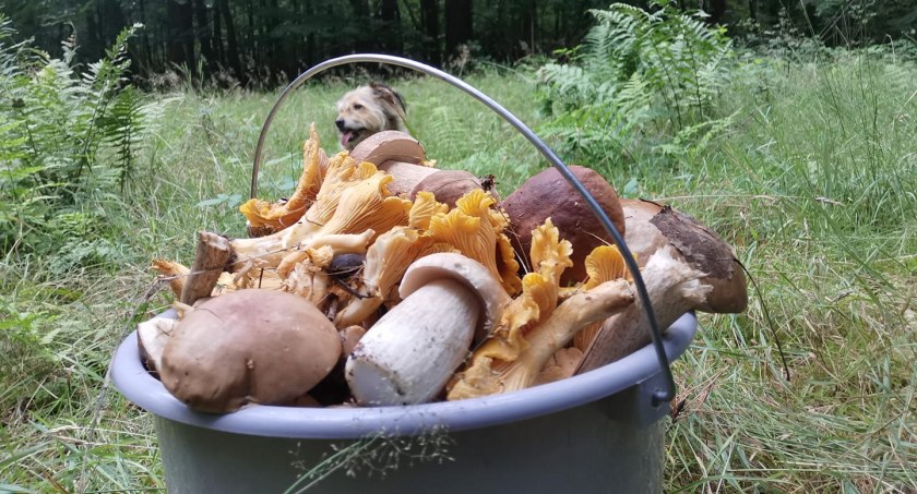 Kosze naszych czytelników są pełne grzybów! To prawdziwy wysyp w lasach w powiecie złotowskim