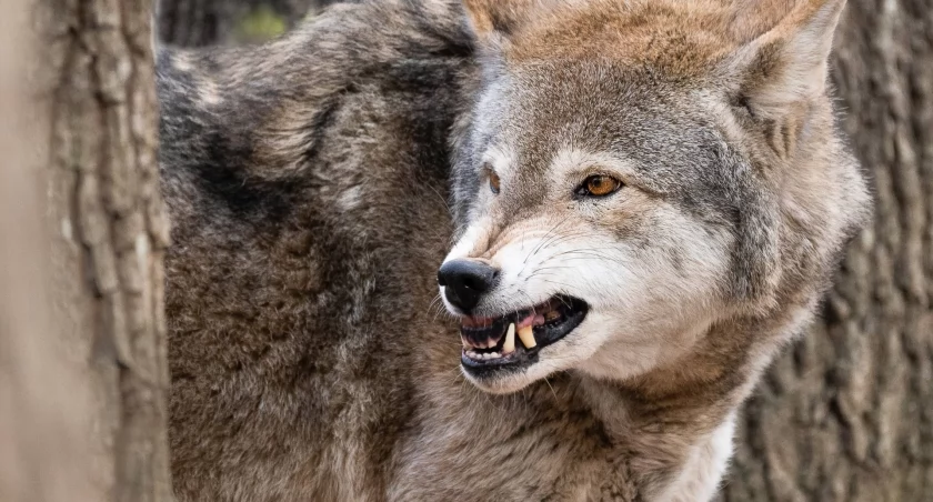 Wilk znowu zaatakował. Leśnicy apelują do mieszkańców!