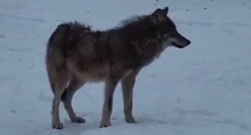 [WIDEO] Wilki coraz bliżej ludzi