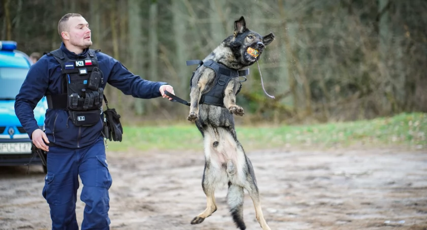 Nowi czworonożni funkcjonariusze w policji