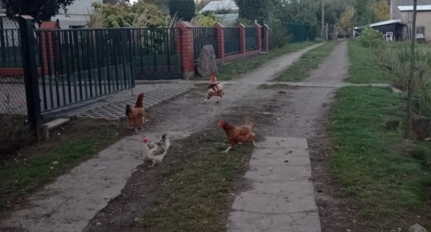 W gminie Lipka kury nie będą już łazić jak chcą. Tak zdecydował sąd