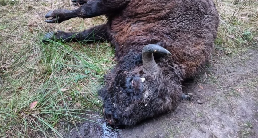 Umierał w męczarniach przez kilkadziesiąt dni