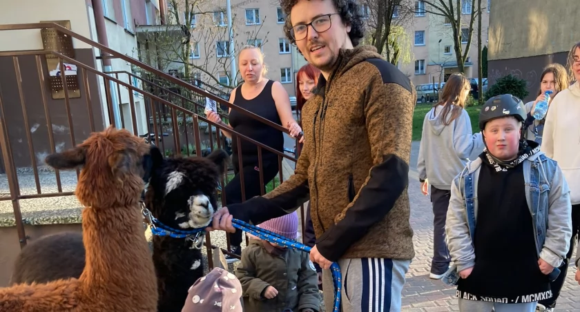 Wyborcze alpaki