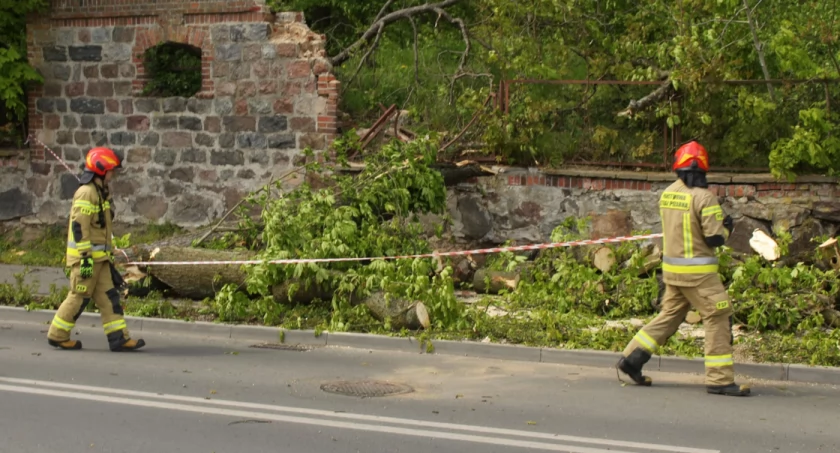 O krok od tragedii. Na ścieżkę rowerową i jezdnię runęło drzewo