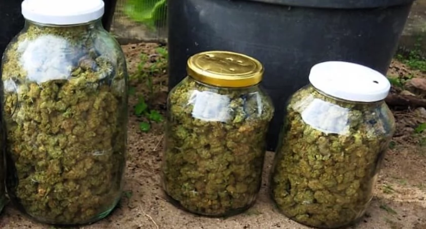 Zakopał 1,5 kg marihuany pod ziemią
