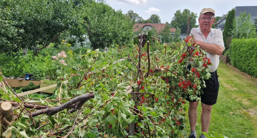 Prezesowi działkowców wycięto wszystkie porzeczki