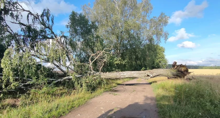 Strażacy usunęli powalone drzewo