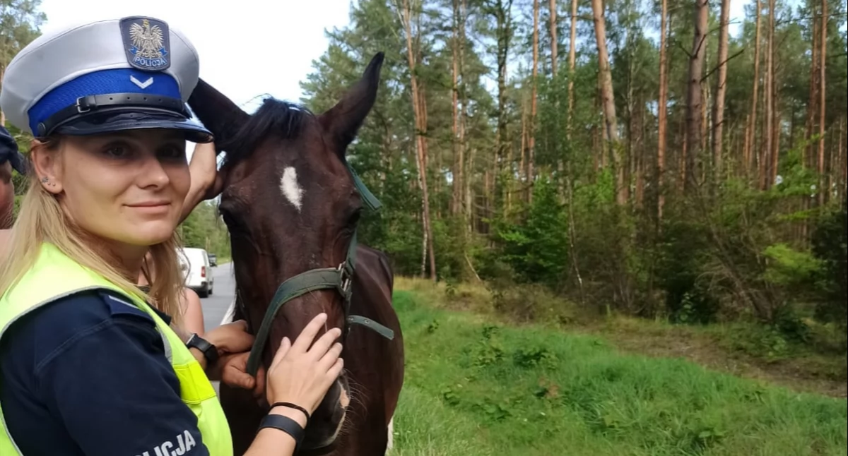 Złotowska drogówka zatrzymuje... konia!