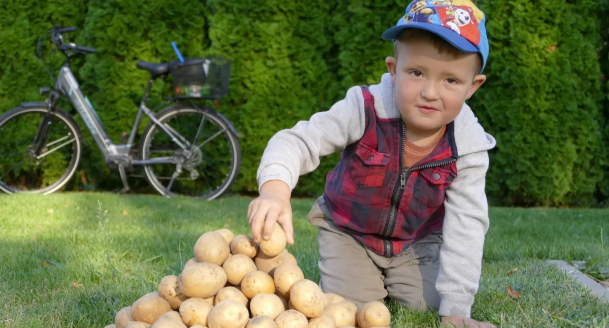 Ziemniaczany piknik w Drożyskach Wielkich
