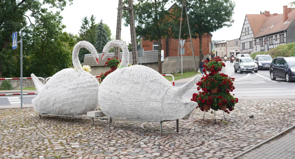 Łabędzie zastąpi dzik