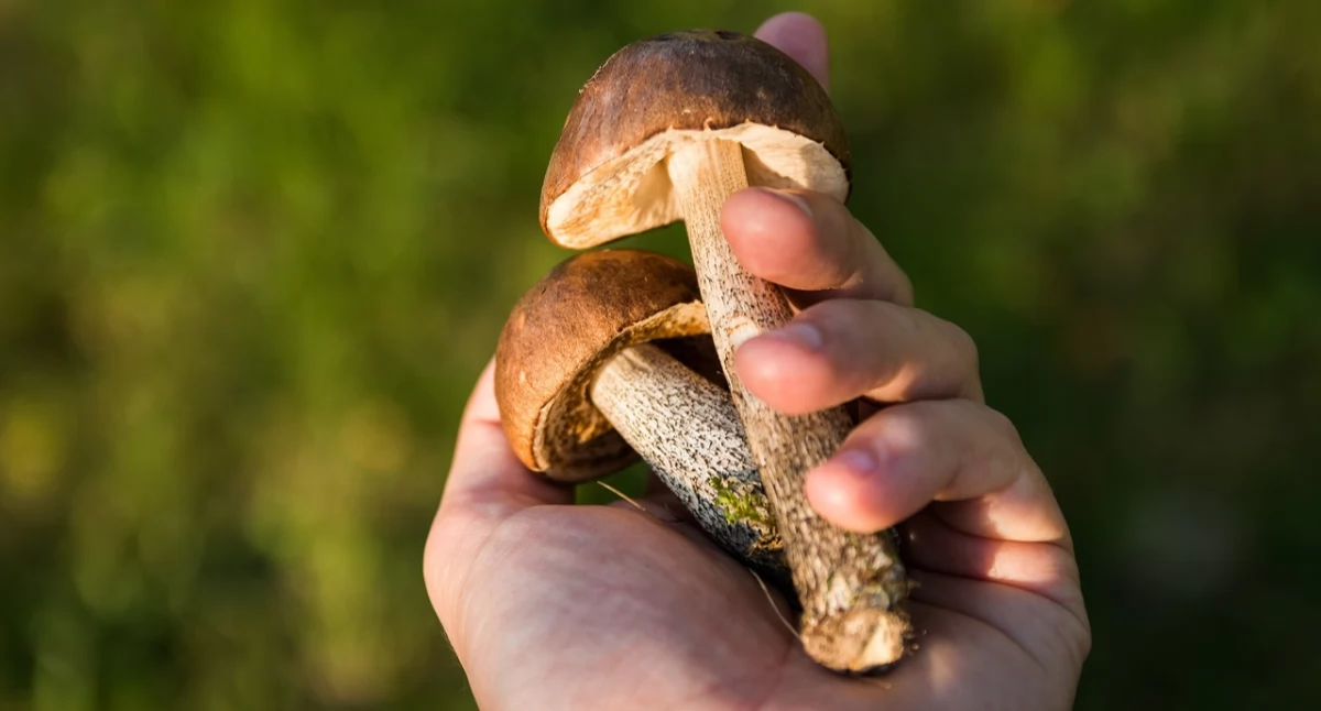 Zgubili się w lesie. Interweniowały służby