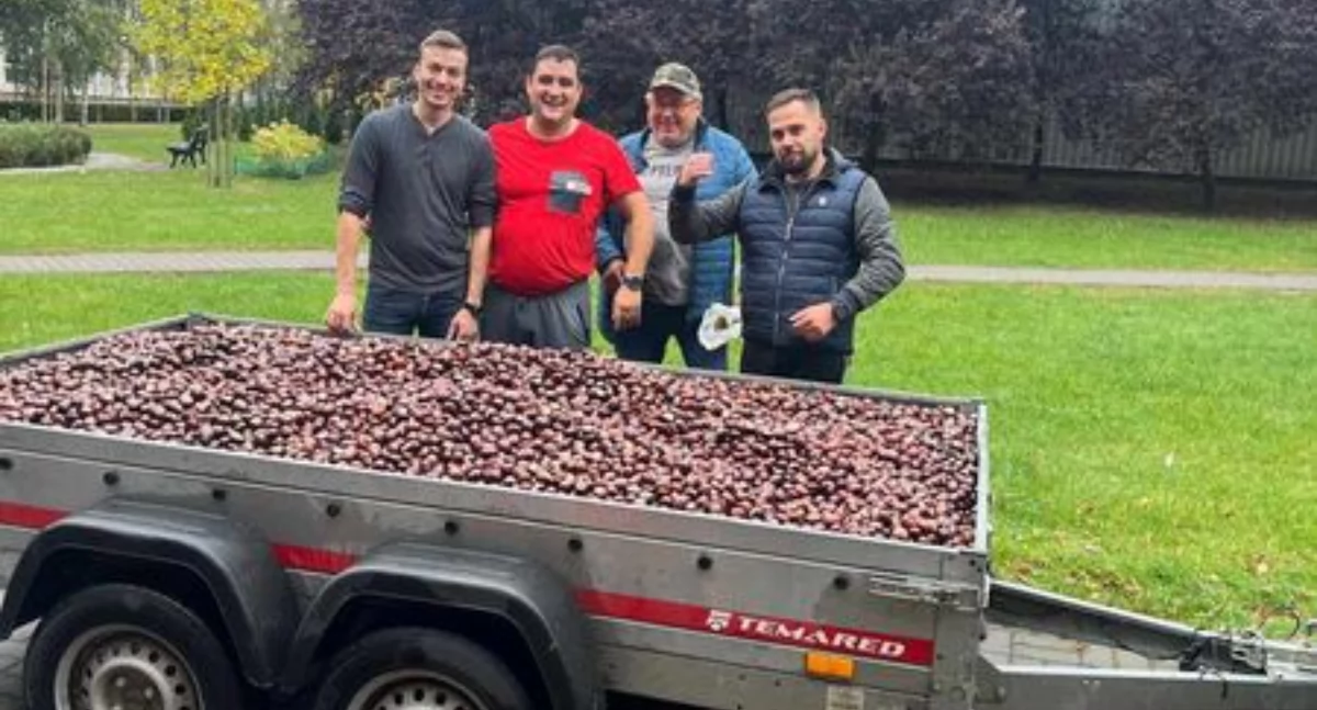 Prawie 370 kg kasztanów trafiło do Nadleśnictwa Złotów