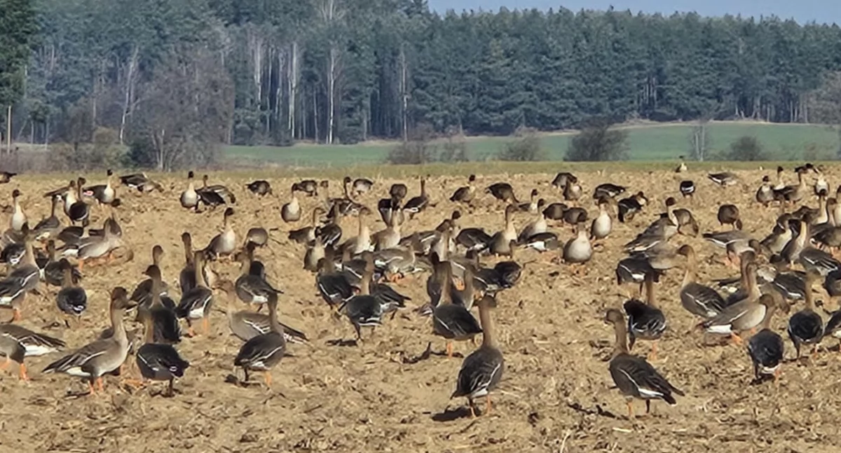 Ganiają gęsi i żurawie po polach, nic innego im nie pozostało
