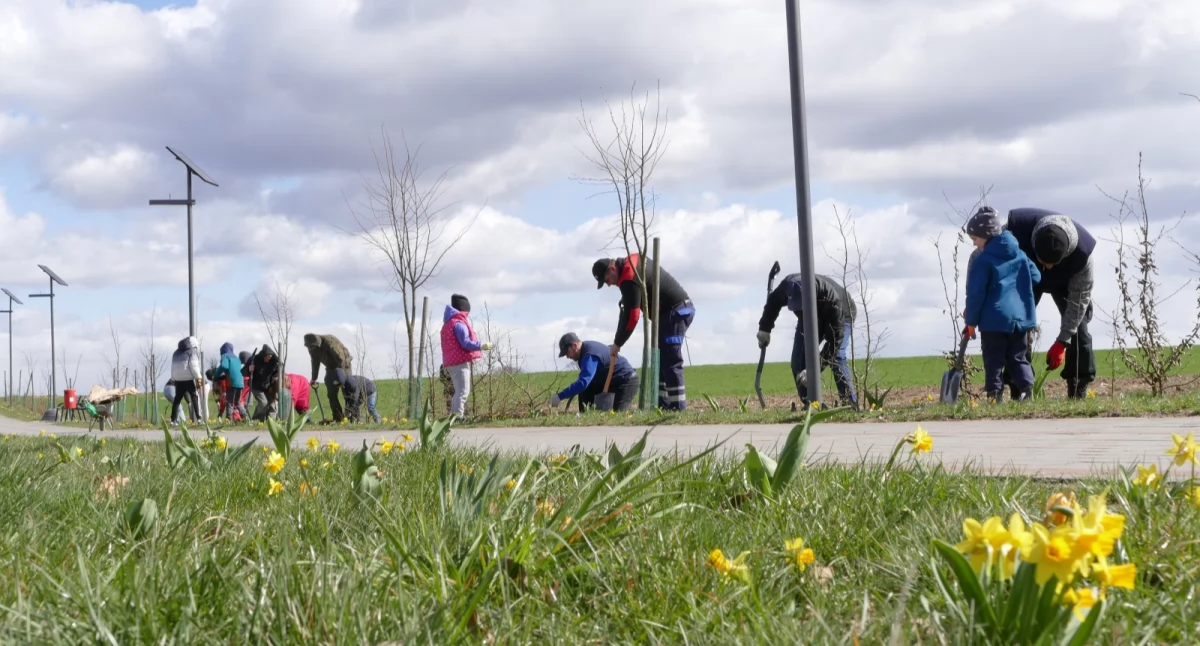Mieszkańcy sadzili drzewa na promenadzie