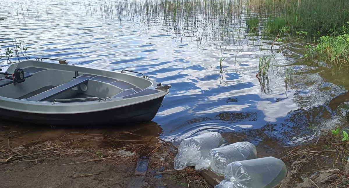 Szczupaki wracają do Damsy – kolejne zarybianie w powiecie złotowskim