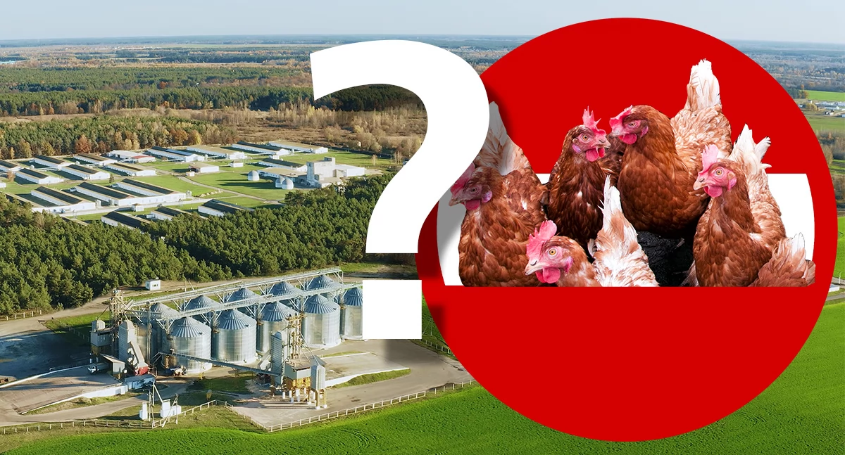 Odlot kurzy przed lądowaniem. Ale na horyzoncie biogazownia