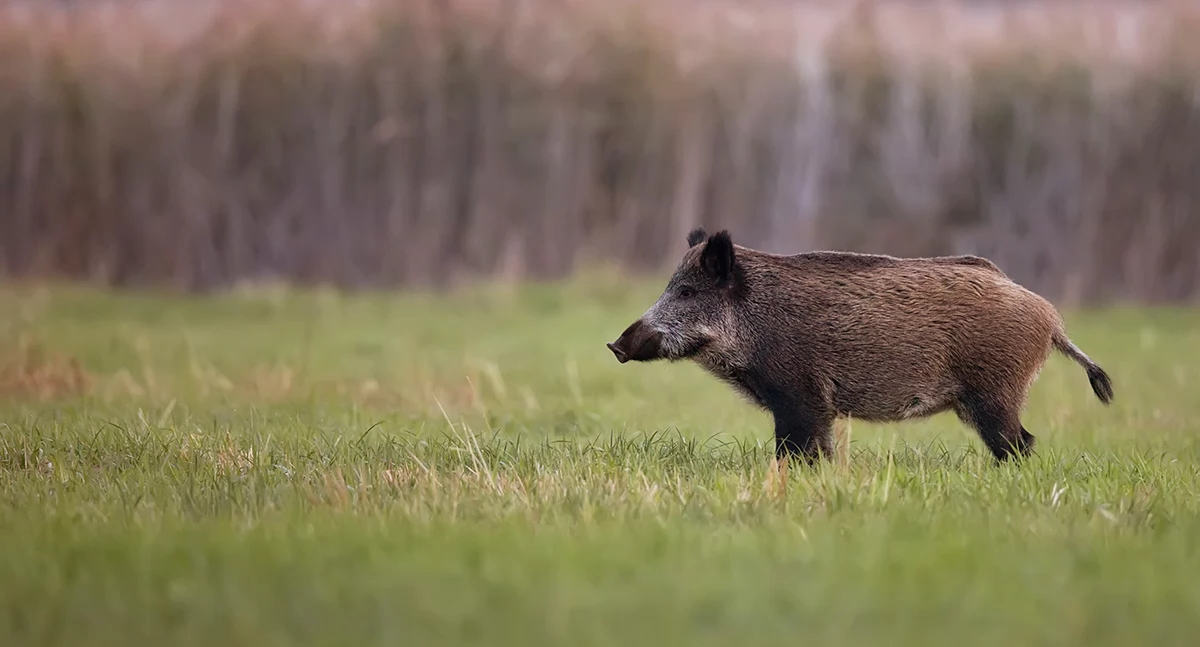 Dziki w powiecie są zdrowe, nie ma ASF–u