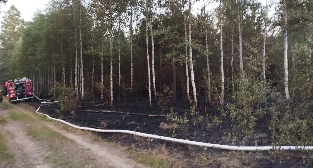 Kolejny pożar w nadleśnictwie. Spłonęło 1,2 ha młodego lasu