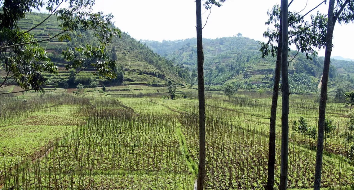 Rwanda – dlaczego to jeden z najbardziej niedocenianych kierunków na wakacje?