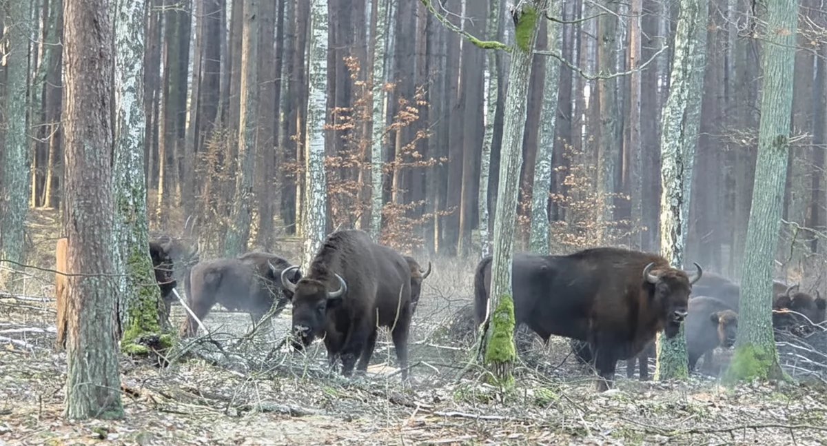 [WIDEO] Żubry na wyciągnięcie ręki tuż przy drodze