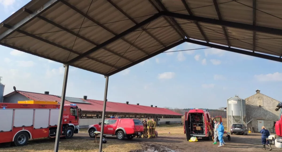 Tragedia w chlewni w gminie Łobżenica. Nie żyje ponad 200 świń 
