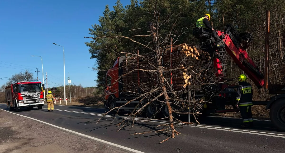Drzewo spadło na samochód na DK11
