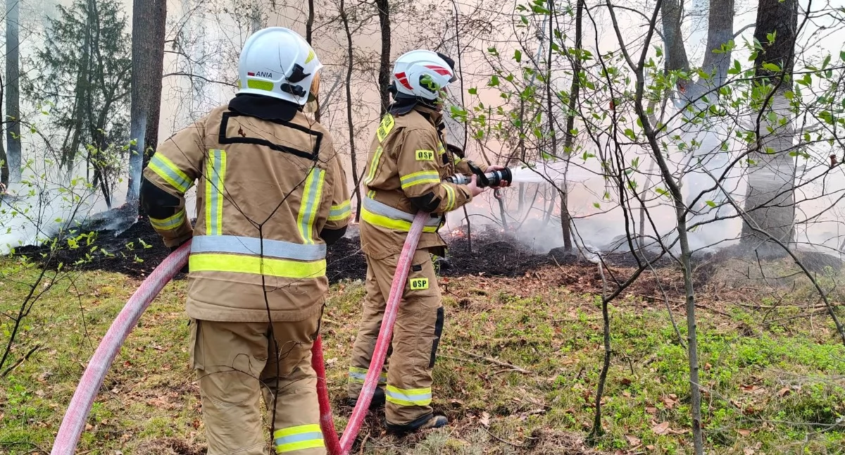 Pożar lasu, wielogodzinna akcja strażaków z trzech powiatów