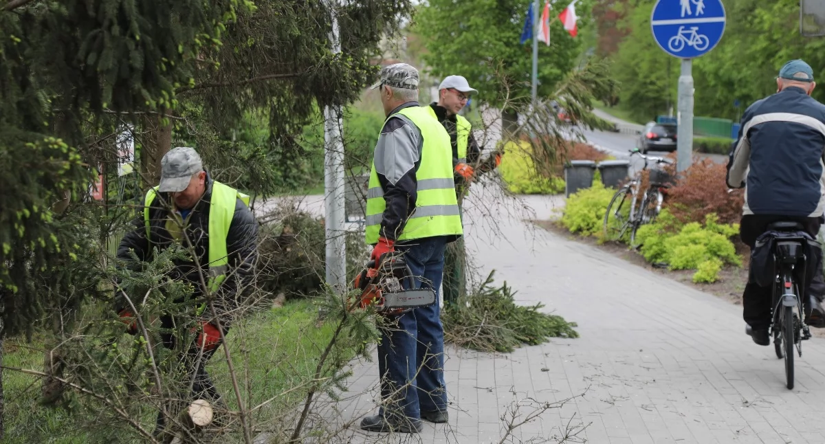 [WIDEO] Wycinka świerków przy ul. Grudzińskich dla bezpieczeństwa przechodniów
