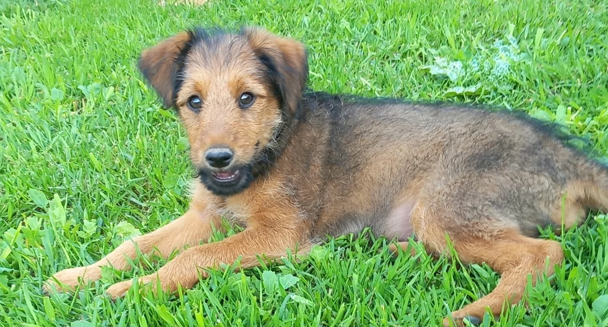 Forest i Franio szukają domów. Fundacja Vox Animals apeluje o adopcję