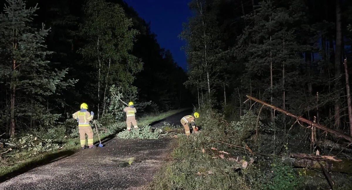 Nocna wichura uderzyła w powiat. Strażacy ruszyli do powalonych drzew