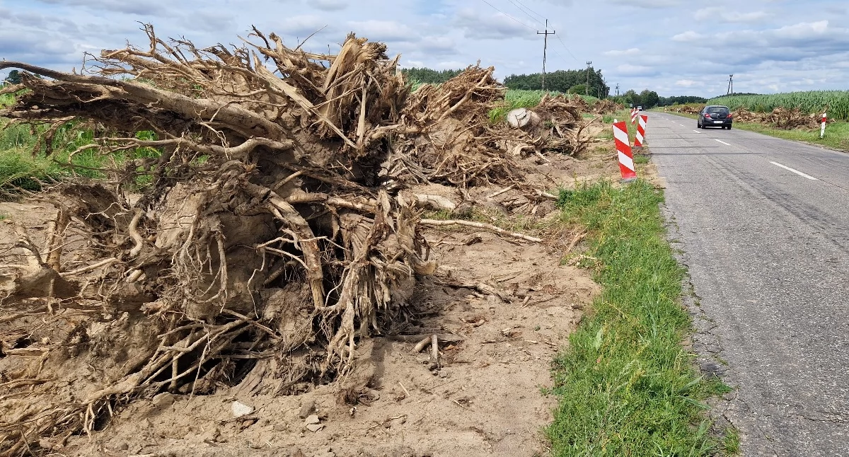 Usuwają potężne korzenie, będzie nowa droga i ścieżka za kilka milionów