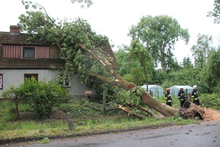 Wiatr powalił drzewo na dach domu